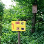 gniazdo szerszeni