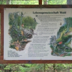 Tablica informacyjna w lesie